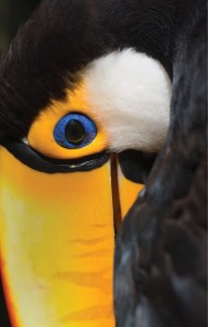 latamtoucan