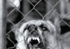 Fierce_dog