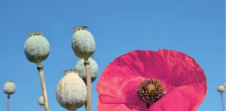 Opium_poppy_flower