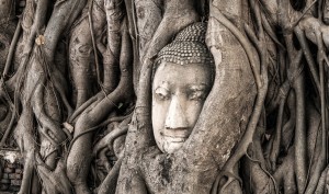 BLD_THAI