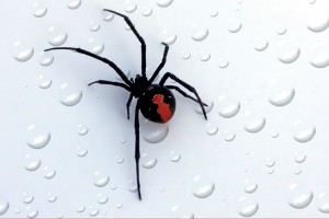 redback-spins-energy-tech-deal