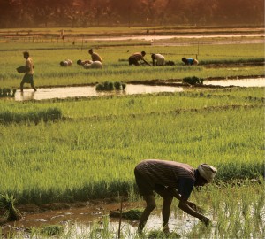 Indian_farmer