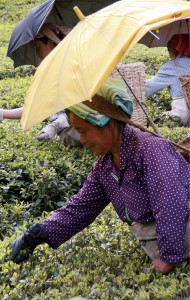 Tea_picker_3