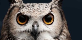 Owl-night-asia-business-law-hong-kong