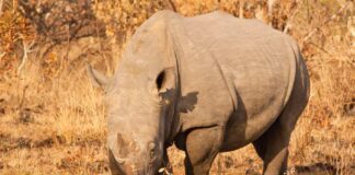 Vertical restraint: the 'grey rhino' in anti-monopoly compliance