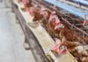 China-US chicken importation